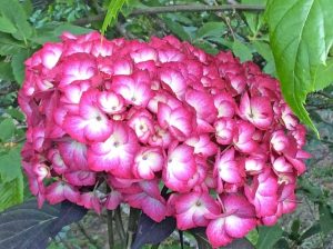 Ortensie