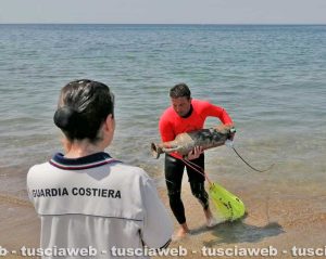 Tarquinia - Recuperata un'anfora vinaria di epoca romana da vigili del fuoco e guardia costiera