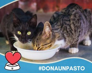 Roma - L’iniziativa “Dona un pasto” dell'Enpa