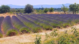 Un campo di lavanda