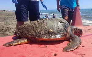 Tarquinia - Tartaruga marina