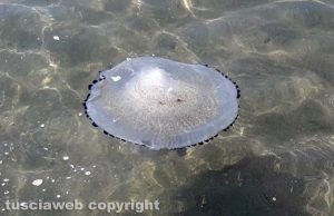 Montalto di Castro - Tempo di meduse