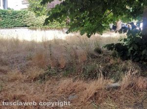 Viterbo - Erbacce in via Monti Cimini