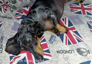 Viterbo - Il bassotto Olivia dolorante a causa della caduta provocata dal rumore dei fuochi d’artificio