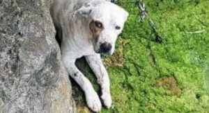 Mia, la cagnolina gettata in mare