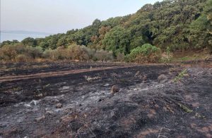 Trevignano Romano - Incendio nel bosco