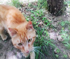 Gatto trovato alla Palanzana