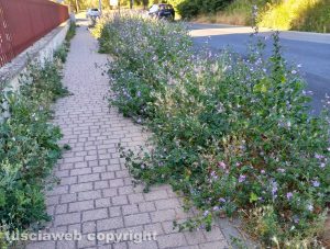 Viterbo - Erbacce in strada S. Barbara