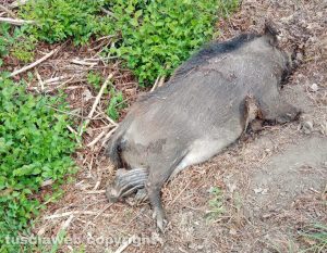 Castel Sant'Elia - Carcassa di cinghiale