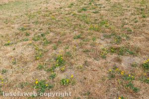 Viterbo - Incuria al parco della Solidarietà