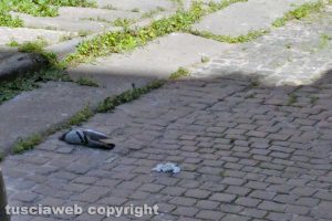 Viterbo - Un piccione morto in centro storico