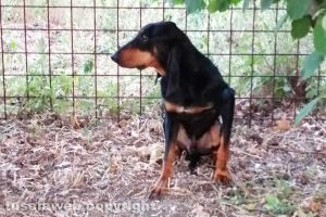 Viterbo - Il cane trovato a Sant'Angelo di Roccalvecce