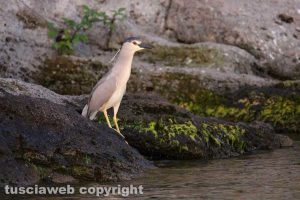 Nitticora all'isola Bisentina