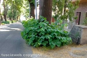 Viterbo - Incuria lungo il marciapiede di Santa Maria in Gradi