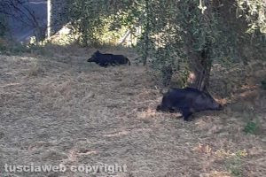 Viterbo - Cinghiali tra via Cima e via Soriano