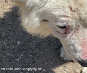 Vitorchiano - L'intervento del Nucleo operativo ente tutela animali ambiente