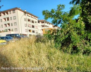 Viterbo - Erbacce a Santa Barbara