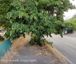 Viterbo - Erbacce al Carmine