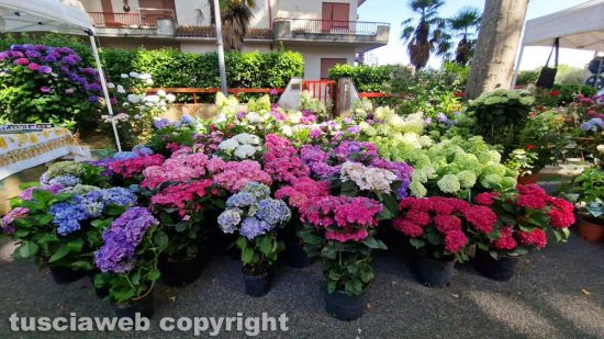 Bolsena - Festa delle ortensie