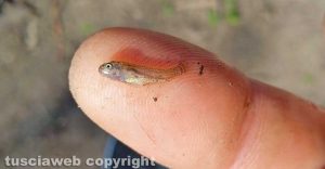 Avannotti di trota iridea