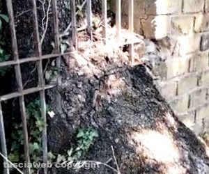 Viterbo - Strada Santa Barbara - Albero in mezzo alla ringhiera