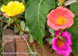 Fiori di portulaca