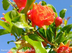 Melograno in fiore