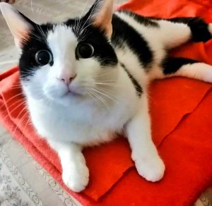 Uno dei gatti di Maria Enrica Guarnaccia