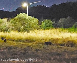 Viterbo - Cinghiali in via del Pincio