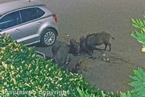 Viterbo - Cinghiali in via del Pincio