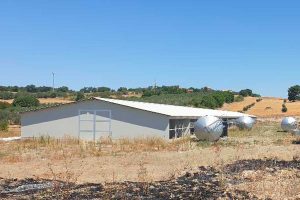 Montefiascone - Allevamento di galline ovaiole