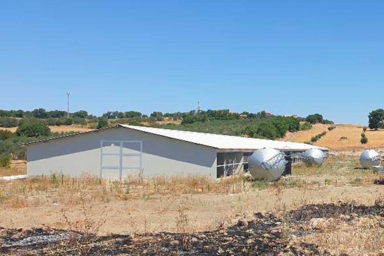 Montefiascone - Allevamento di galline ovaiole
