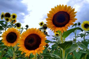 Tuscia flower