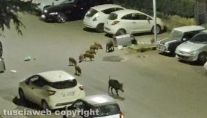 Viterbo - Cinghiali in zona Respoglio