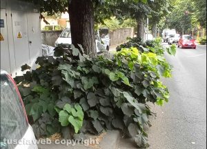 Viterbo - Viale Trieste