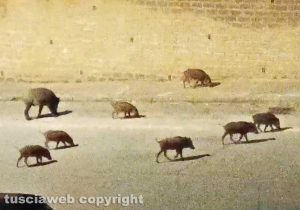 Viterbo - Cinghiali in via del Pincio