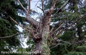 San Martino al Cimino - Un castagneto in degrado