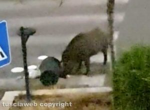 Viterbo - Via Genova - Cinghiali