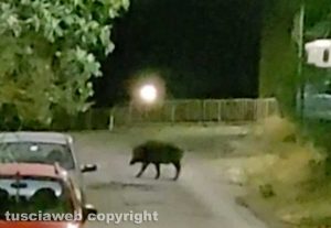 Viterbo - Cinghiale in via Giuseppe Bonucci
