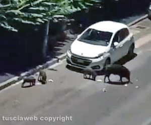 Viterbo - Cinghiali in via Belluno