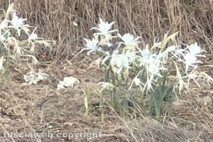 Fiori sulla spiaggia