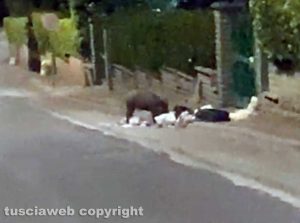 Cinghiali in via De Gasperi