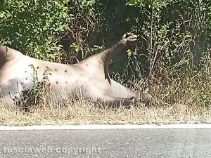 Viterbo - Cinghiale in stato di decomposizione all'Acquarossa