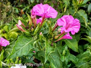 I fiori belli di notte