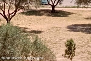 Viterbo - Mancata irrigazione al parco della Solidarietà