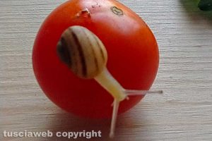 Piccolissima lumaca su un pomodoro pachino