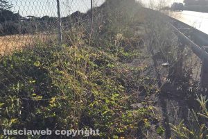 Viterbo - Erbacce tra la rotonda del Poggino e la Teverina