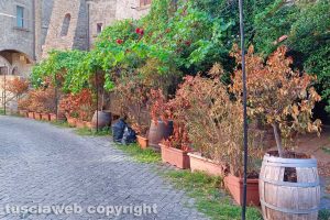 Viterbo - Piante secche a San Pellegrino