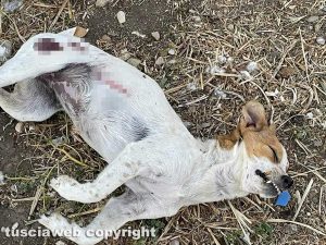 Monterazzano - La cagnolina avvelenata da un criminale