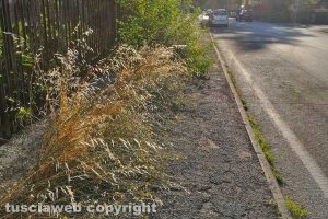 Viterbo - Erbacce in via Filiberto Boccacci